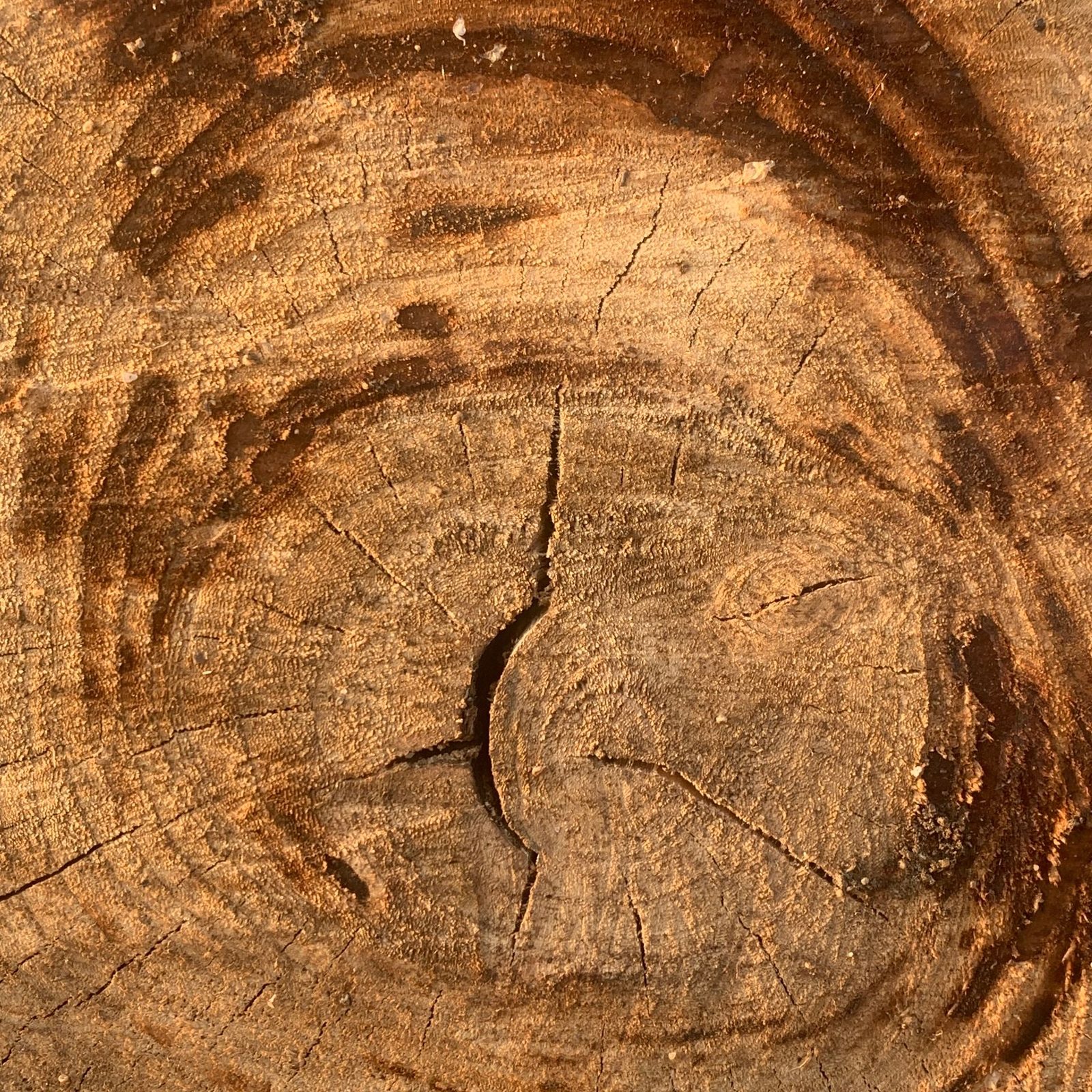 The end grain of a freshly sawn log