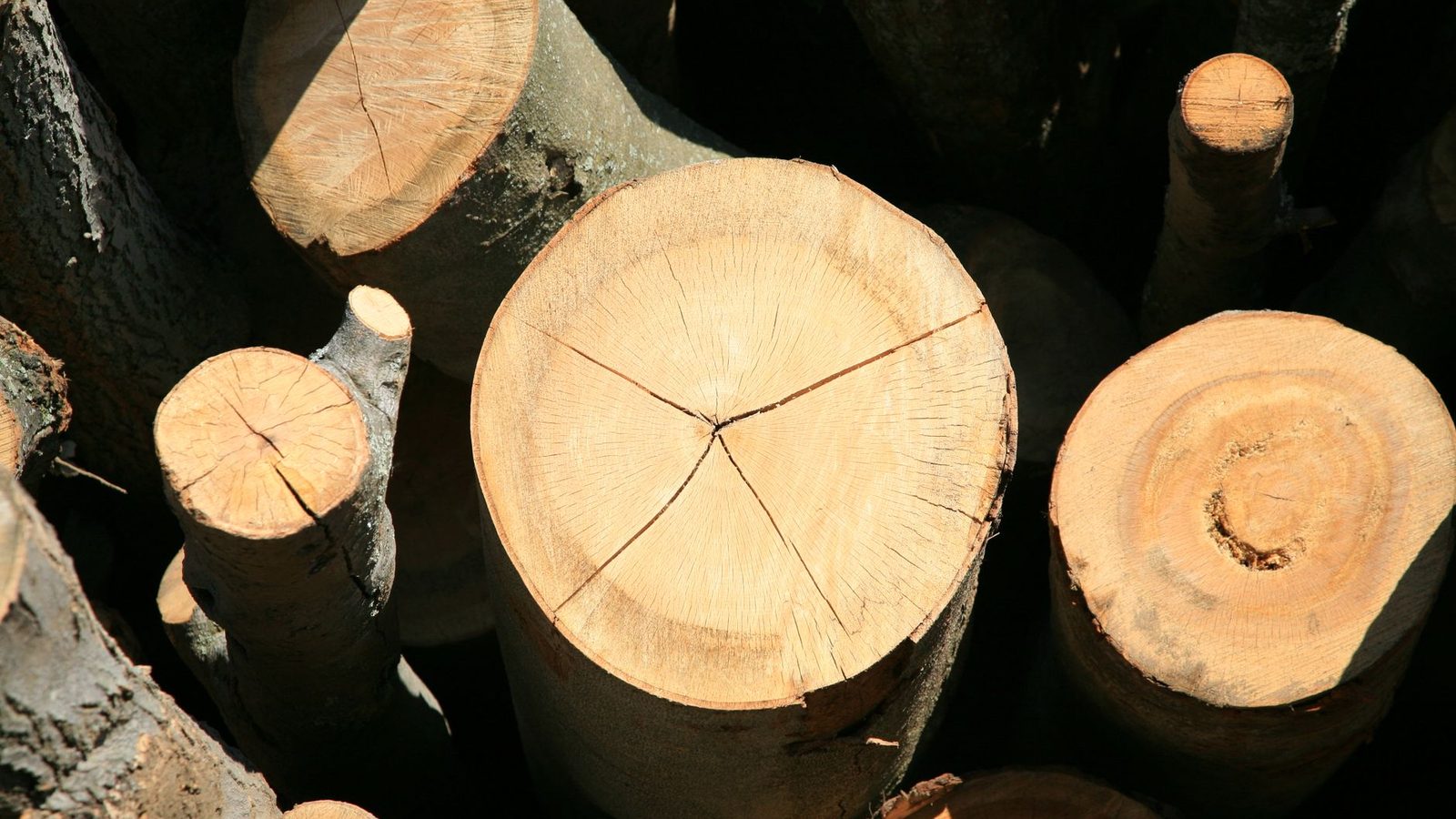Sawn log ends showing growth rings and flat cut faces