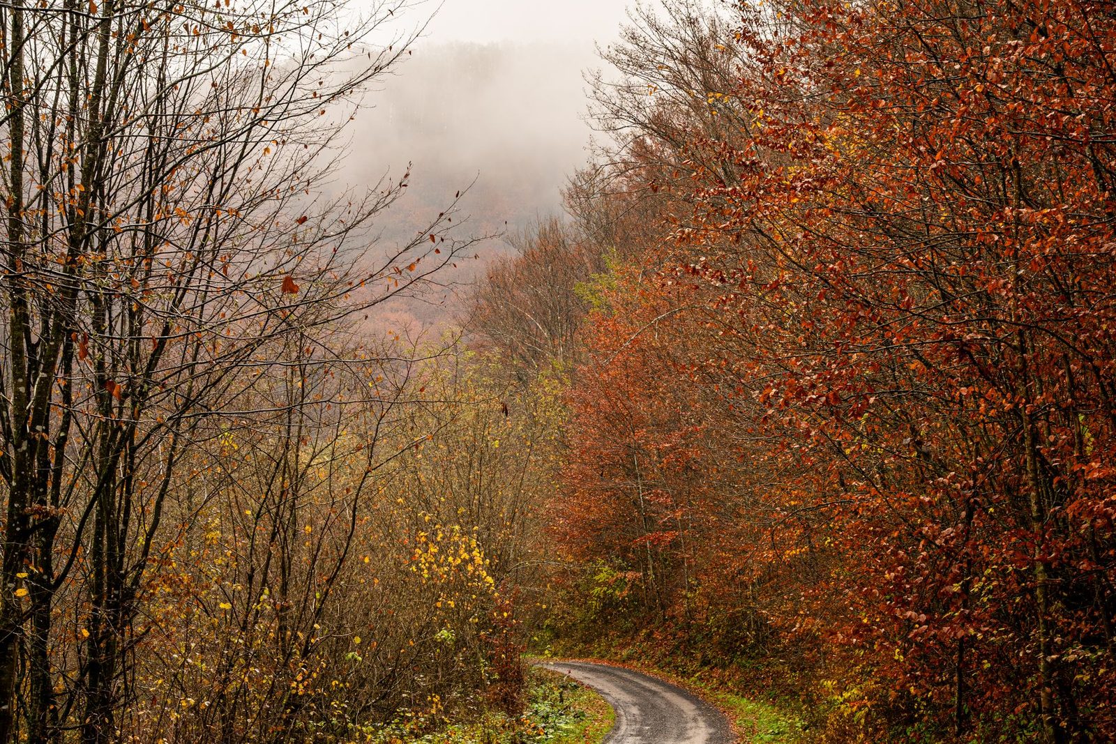 A gravel road running through autumn woods
