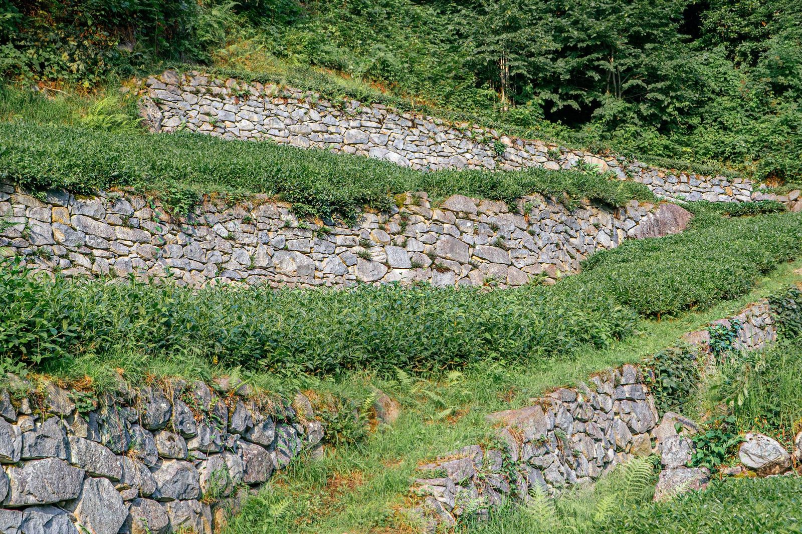 Stone and hardscape